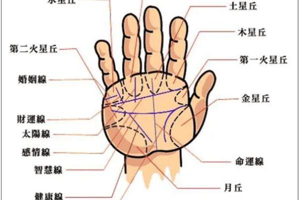 手相揭秘：理财线对财富运势的影响分析