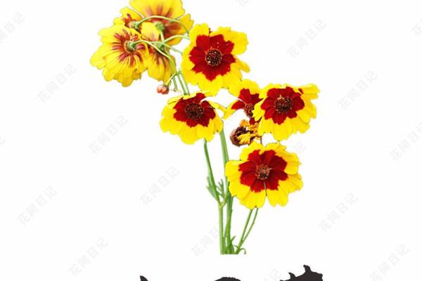 菊字在五行中属于哪一类