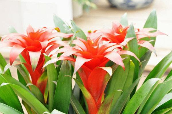 十二生肖专属幸运花：招财转运，花开富贵