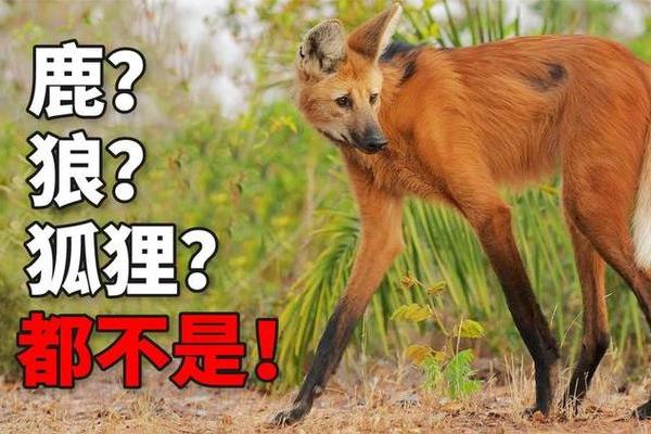 猪狗相配还是相冲？揭秘动物界的神秘配对之谜