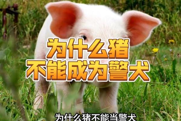 猪狗相配还是相冲？揭秘动物界的神秘配对之谜