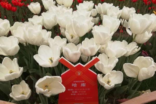 路名背后隐藏的智慧，你了解多少？