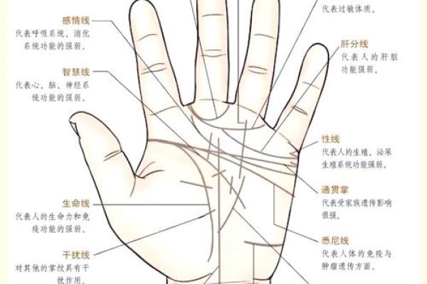 手相揭秘：二根感情线预示着怎样的爱情运势？揭秘你的爱情密码