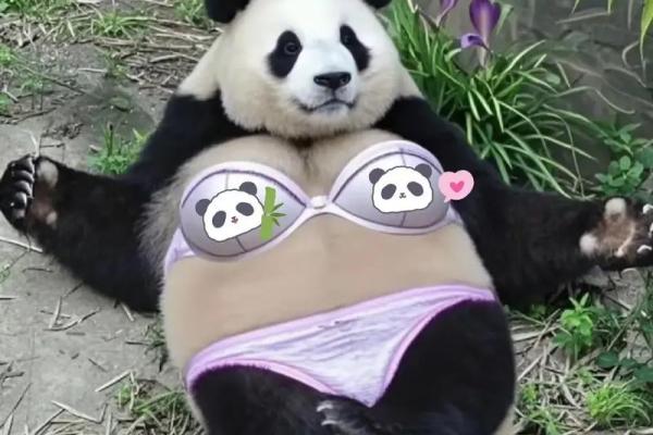 独特搭配，告别猪猪组合